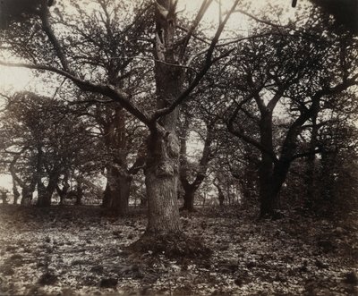 Kastanienbäume von Eugène Atget